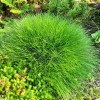 Festuca gautieri 'Teddybär' - Vaip-aruhein 'Teddybär' P11/0,75L